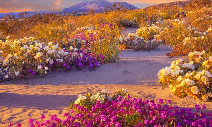 deserto california america luoghi particolari da visitare