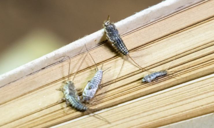 pesciolini d'argento insetti in casa invasione 