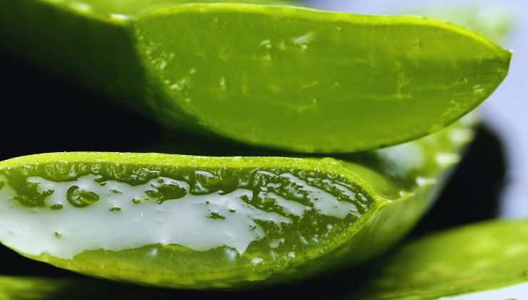 Aloe Vera e la coltivazione