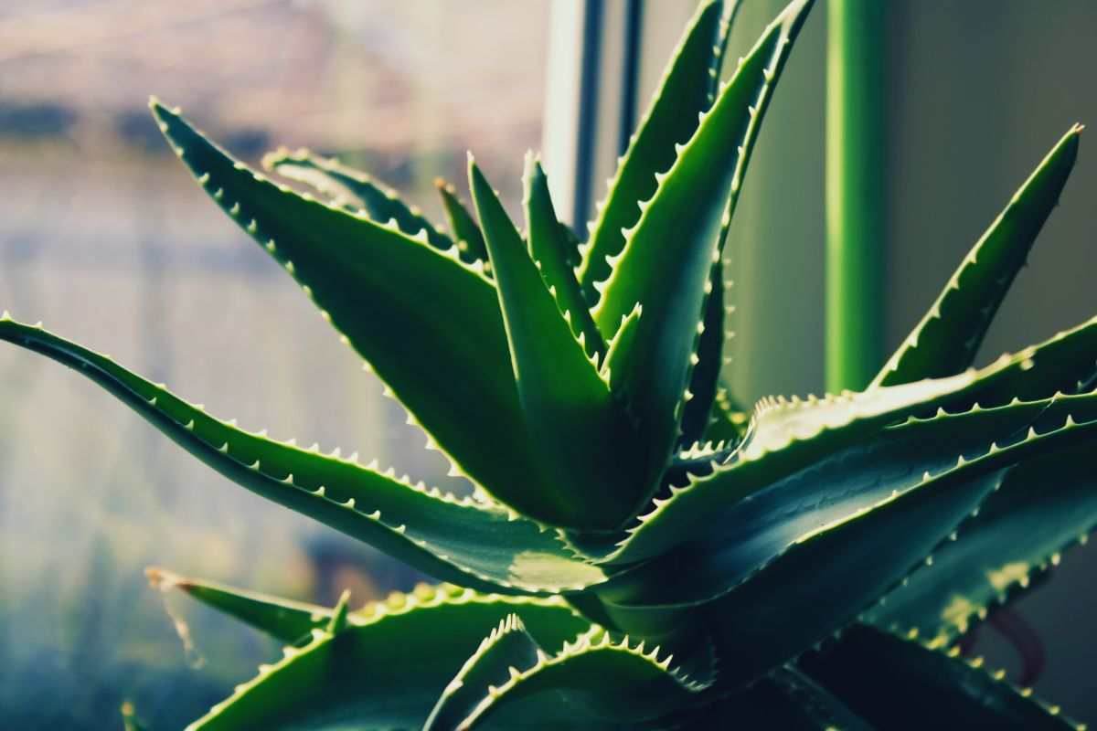 Aloe vera come piantarla