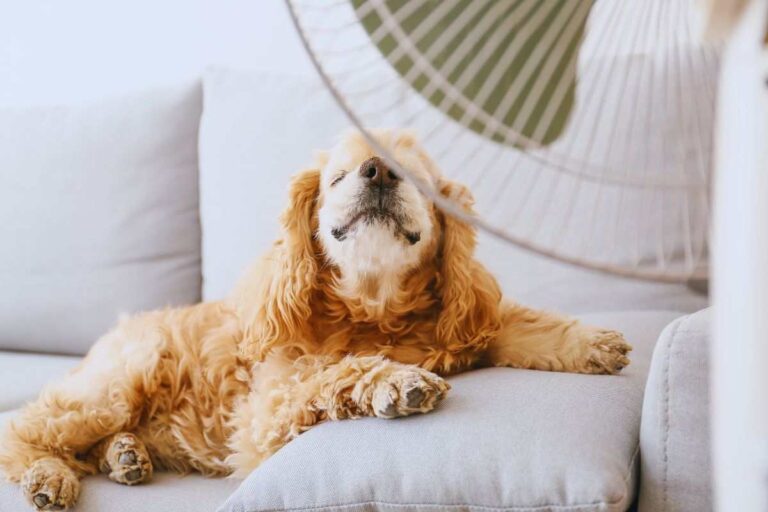 Cane i rischi del ventilatore