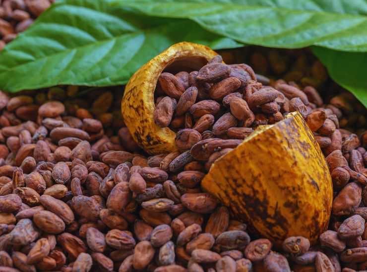 cacao