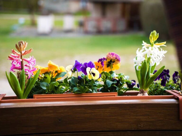 balcone con piantine e fiori